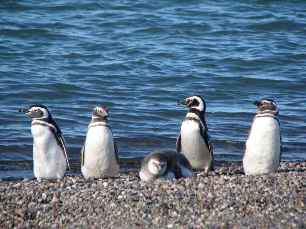 Avistaje de Pingüionos